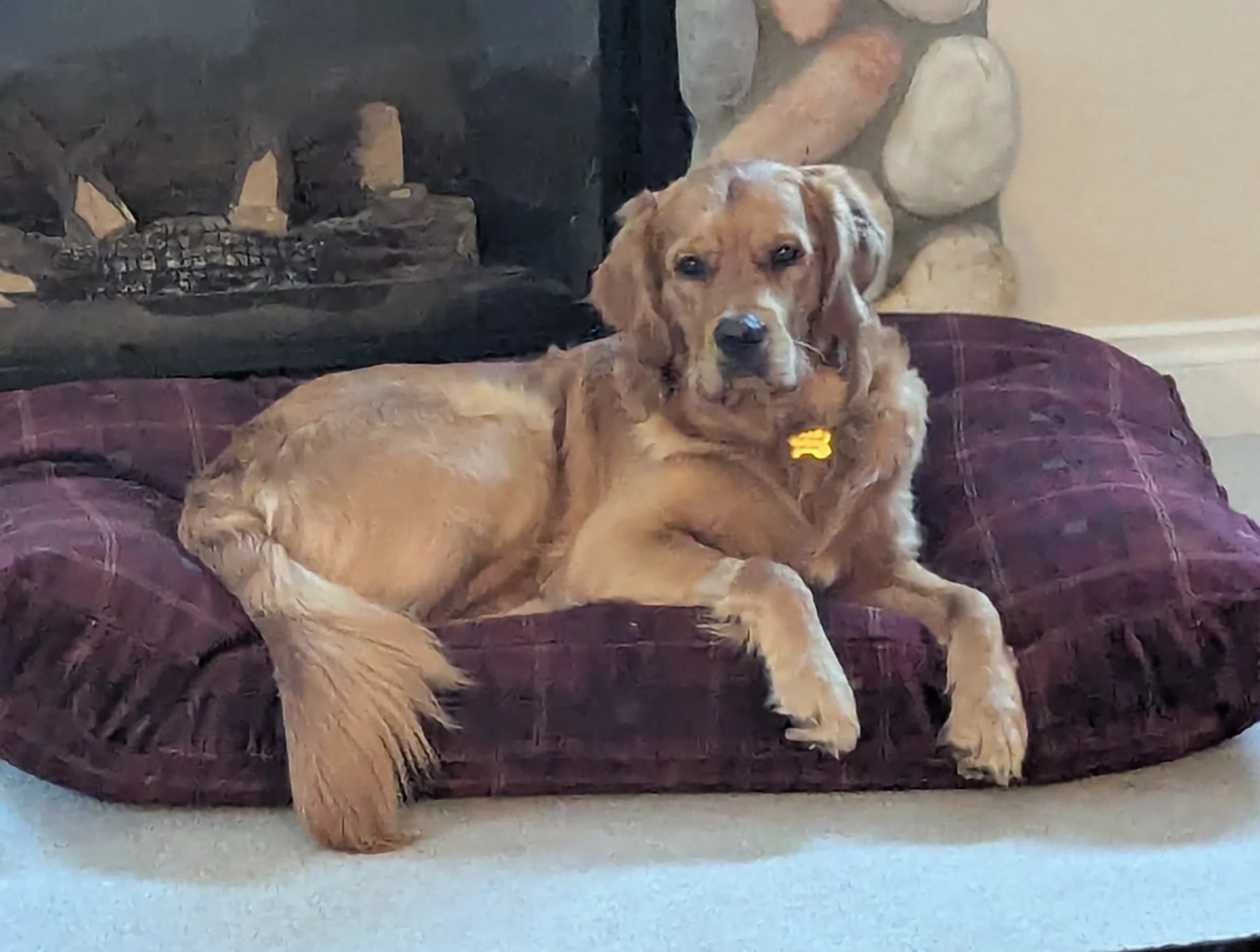 Bed_Buddy 4459 1-year-old Golden Retriever Buddy 4459