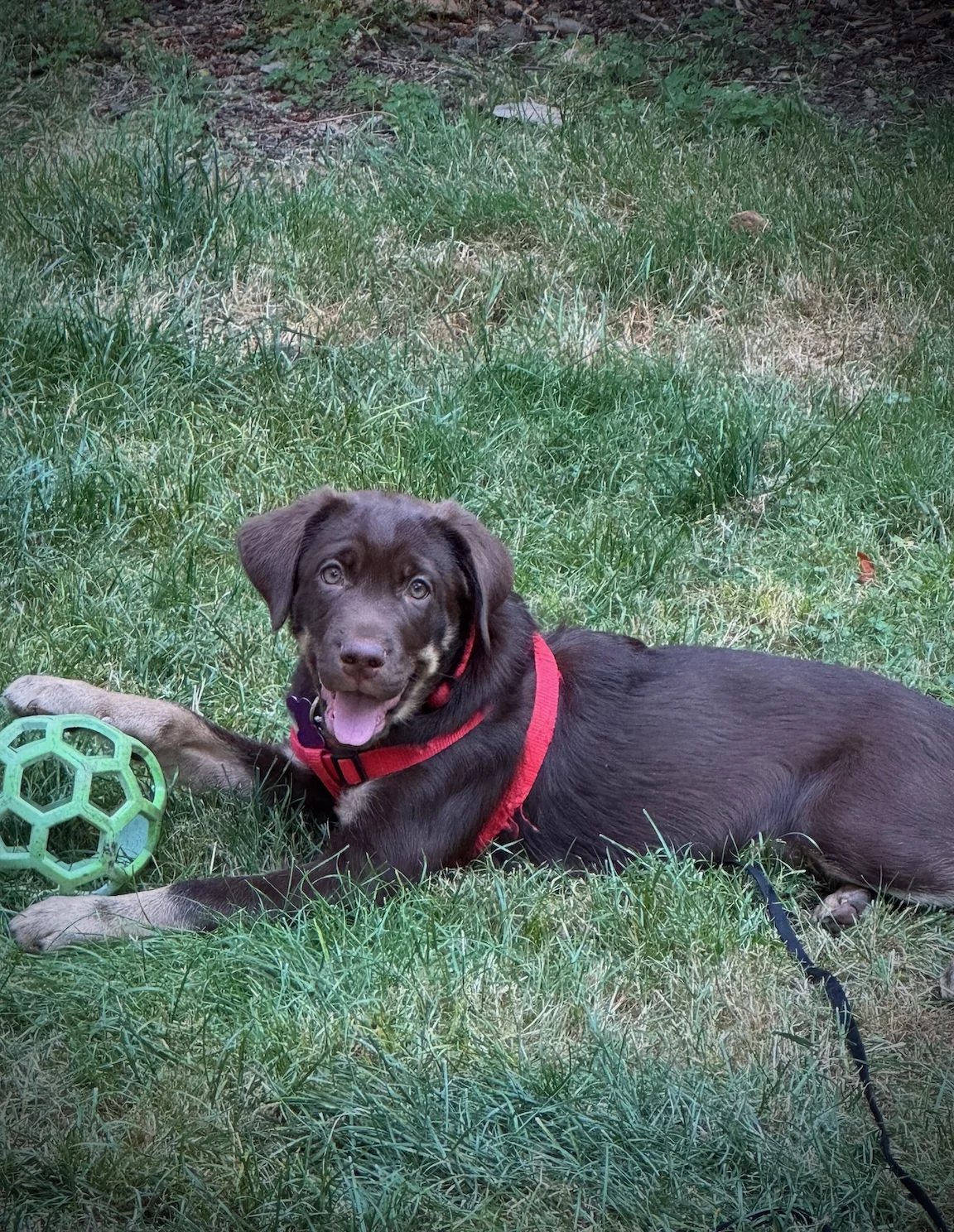Shark 4496 new profile Lab mix Shark 4496
